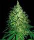 Kwazulu Seeds - click to compare prices