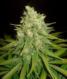 Mazar X Great White Shark - click to compare prices