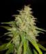 Mazar X White Rhino - click to compare prices