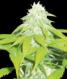 Skunk 47 - click to compare prices