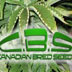 Canadian Bred Seeds