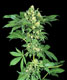 Afghani #1 - click to compare prices