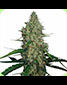 G13 Haze Feminised - click to compare prices