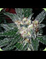 Violator Kush Feminised