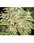 Californian Orange Bud - click to compare prices