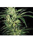 Northern Lights - click to compare prices
