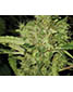 White Widow - click to compare prices