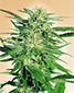 Big Bud - click to compare prices