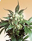 Black Domina - click to compare prices