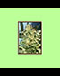 White Widow - click to compare prices