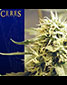 Ceres Kush - click to compare prices