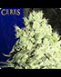 White Indica - click to compare prices