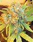 Big Haze - click to compare prices