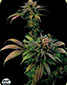 Blue Widow Feminised - click to compare prices
