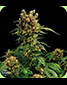 California Hash Plant Feminised - click to compare prices