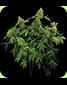 Santa Sativa Feminised - click to compare prices