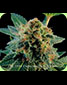 White Widow Feminised - click to compare prices