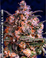 Hempstar - click to compare prices