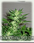 Feminized Pure Power Plant