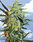 Blueberry Skunk Feminized - click to compare prices