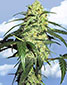 Dutch Delight Feminized - click to compare prices