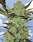 G Force Feminized - click to compare prices