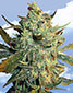 Power Skunk Feminized