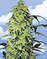 White Widow - click to compare prices