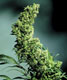 Hawaiian Indica - click to compare prices