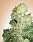 Aurora Indica - click to compare prices