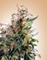 California Orange Bud - click to compare prices