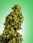 Skunk #1 - click to compare prices