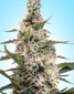 Swazi X Skunk - click to compare prices