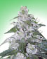 White Rhino - click to compare prices