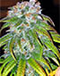 Big Bud - click to compare prices