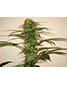 Homegrown Purple - click to compare prices