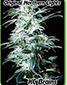 Original Northern Lights - click to compare prices