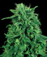 Maple Leaf Indica - click to compare prices