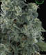 Matanuska Mist - click to compare prices