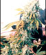 Mixed Sativa Divas - click to compare prices