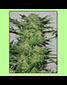 Ak48 - click to compare prices