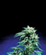 Where to buy Northern Lights