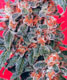 Orange Bud - click to compare prices