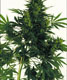 Original Big Bud Super Skunk - click to compare prices