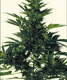 Original Californian Orange Skunk - click to compare prices