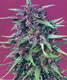 Purple Star - click to compare prices