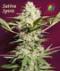 Sativa Spirit - click to compare prices