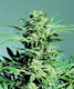 Shiva Skunk - click to compare prices