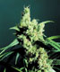 Silver Haze - click to compare prices