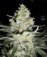 Skunk No 1 - click to compare prices